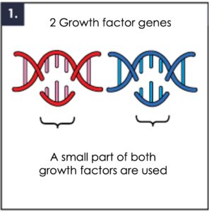 1. Using 2 targeted  growth factors genes