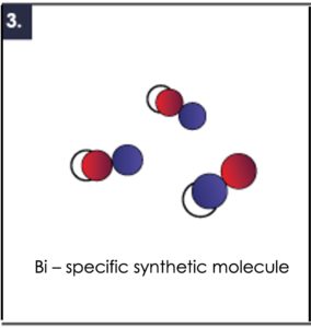 3. A bi-specific synthetic molecule is expressed in a bacteria host