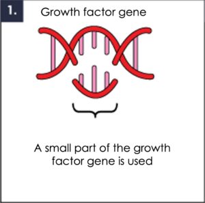 1. We take a part of the targeted growth factor gene
