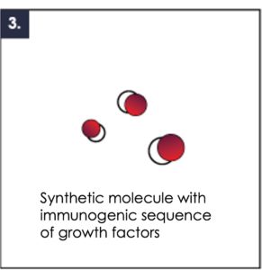 3. A monomeric synthetic molecule is expressed in a bacteria host