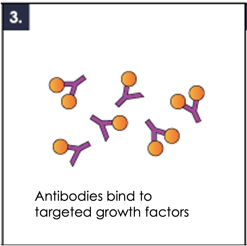 3. Antibodies bind to targeted growth factors