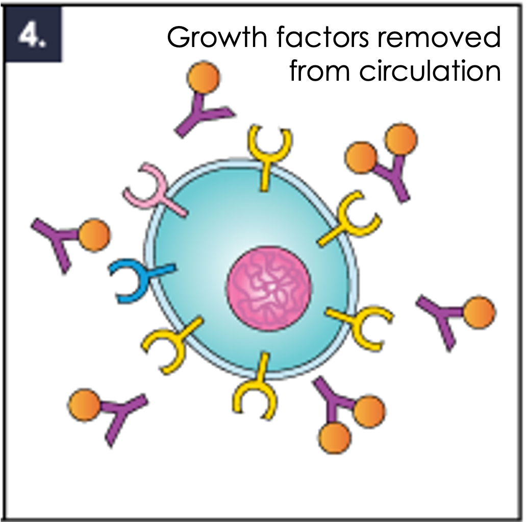 4. Neutralised growth factors unable to activate cancer cell division